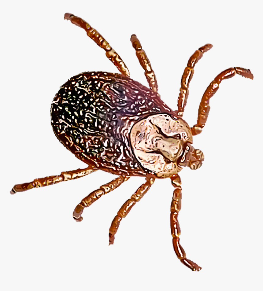 Dog Flea, HD Png Download