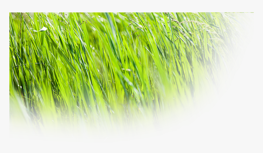 Grasses - Sweet Grass, HD Png Download