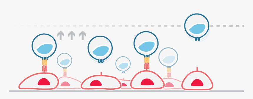 Circle, HD Png Download