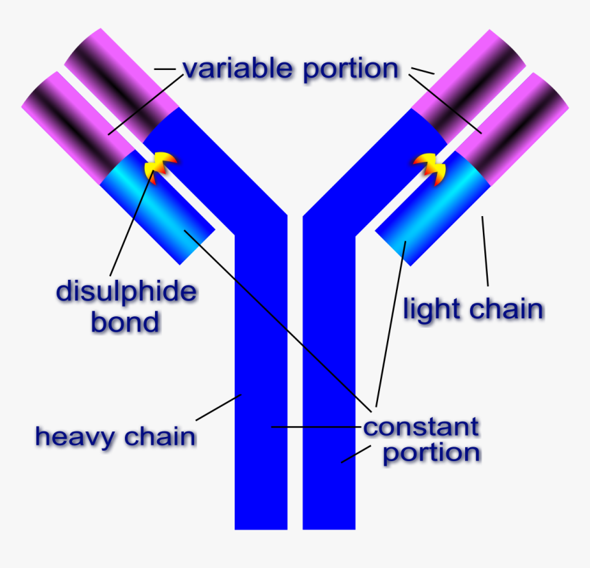 Structure Of Antibody, HD Png Download