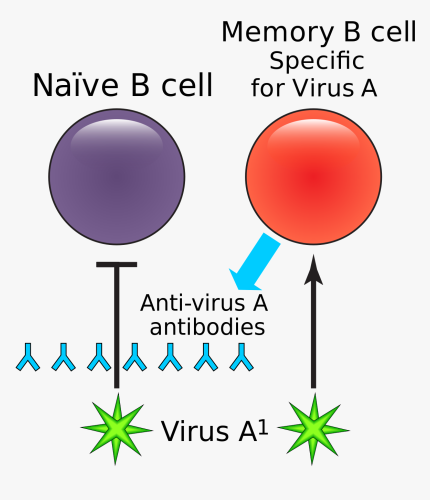 Antibody Dependent Enhancement And Dengue, HD Png Download