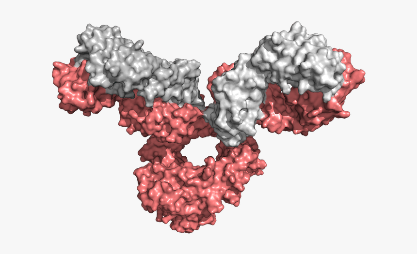Institute For Protein Innovation Antibody Libraries - Institute For Protein Innovation, HD Png Download