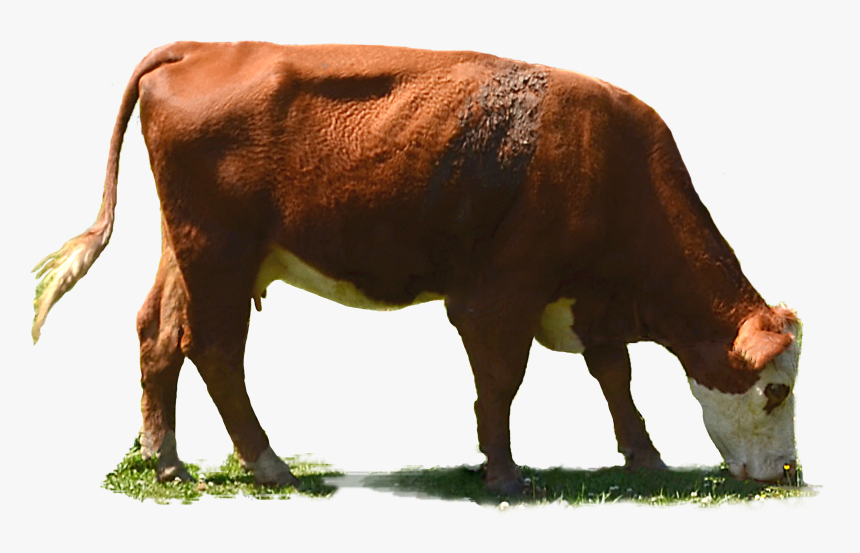 Cow Eating Grass Png, Transparent Png