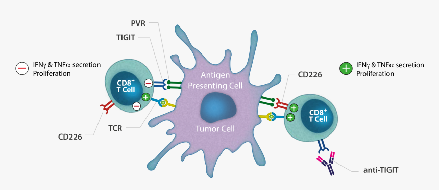 Tigit Antagonist Monoclonal Antibody - Tigit And T Cells, HD Png Download