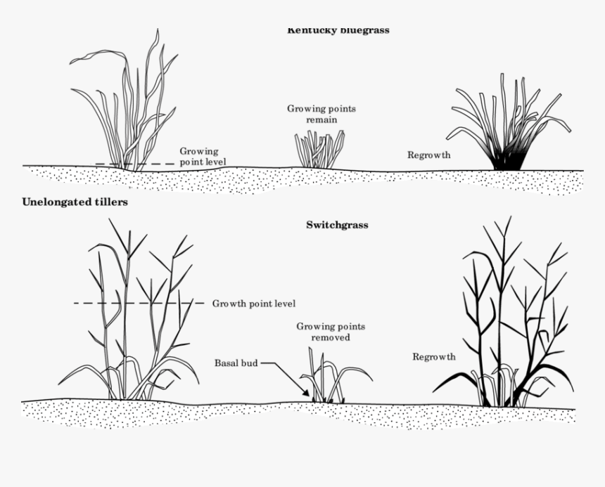 Response Of A Nonjointed Grass Like Kentucky Bluegrass - Kentucky Bluegrass Diagram, HD Png Download
