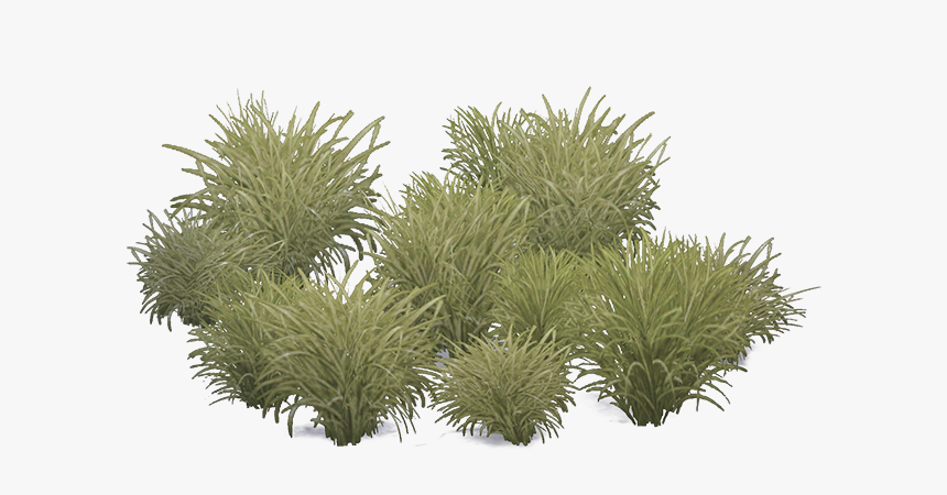 Marramgrass Aves - Marram Grass Png, Transparent Png