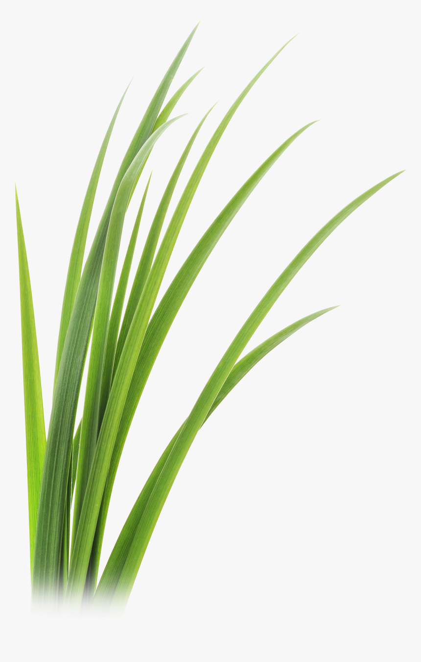Grass Blades Png Ginger Grass Png, Transparent Png , Transparent Png