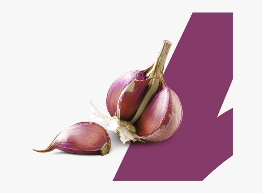 Ajo Espanol Calidad Proaco - Ajo Rosado O Morado, HD Png Download