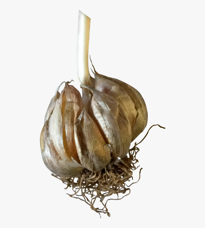 Garlic, HD Png Download