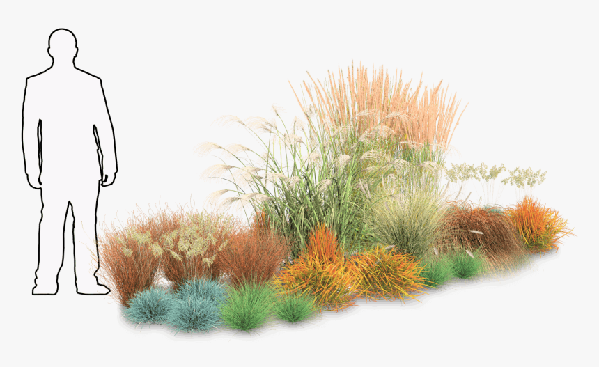 Grass, HD Png Download