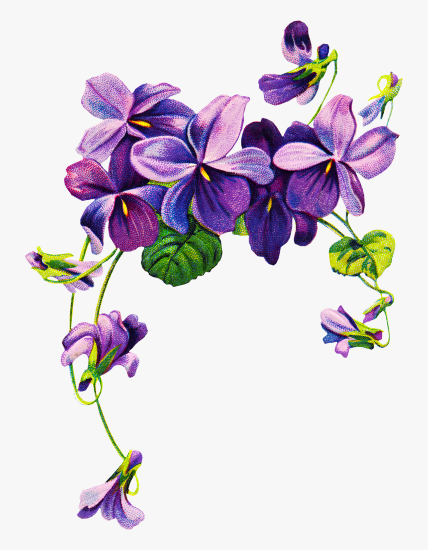 African Violets Border Clip Art Free Vintage Violet - Violet Png, Transparent Png