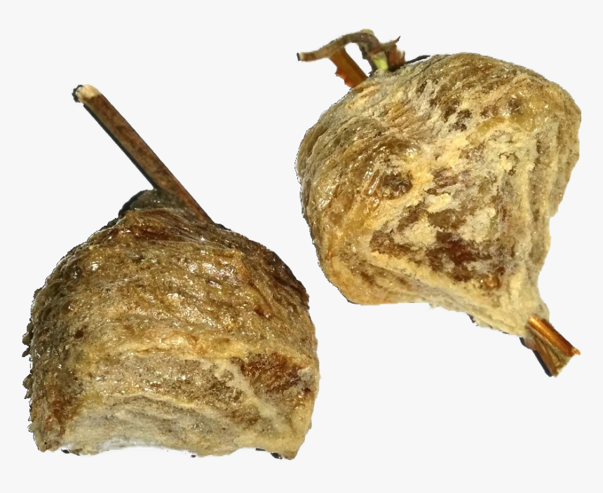 Tenodera Sinensis Setup, HD Png Download