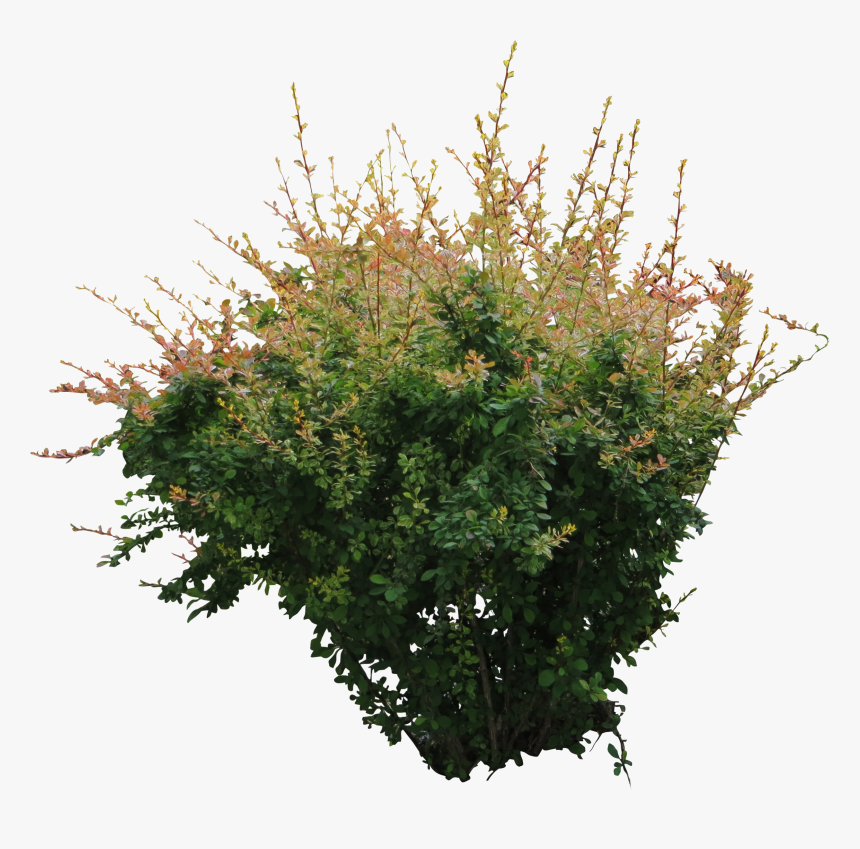 Lobelia, HD Png Download