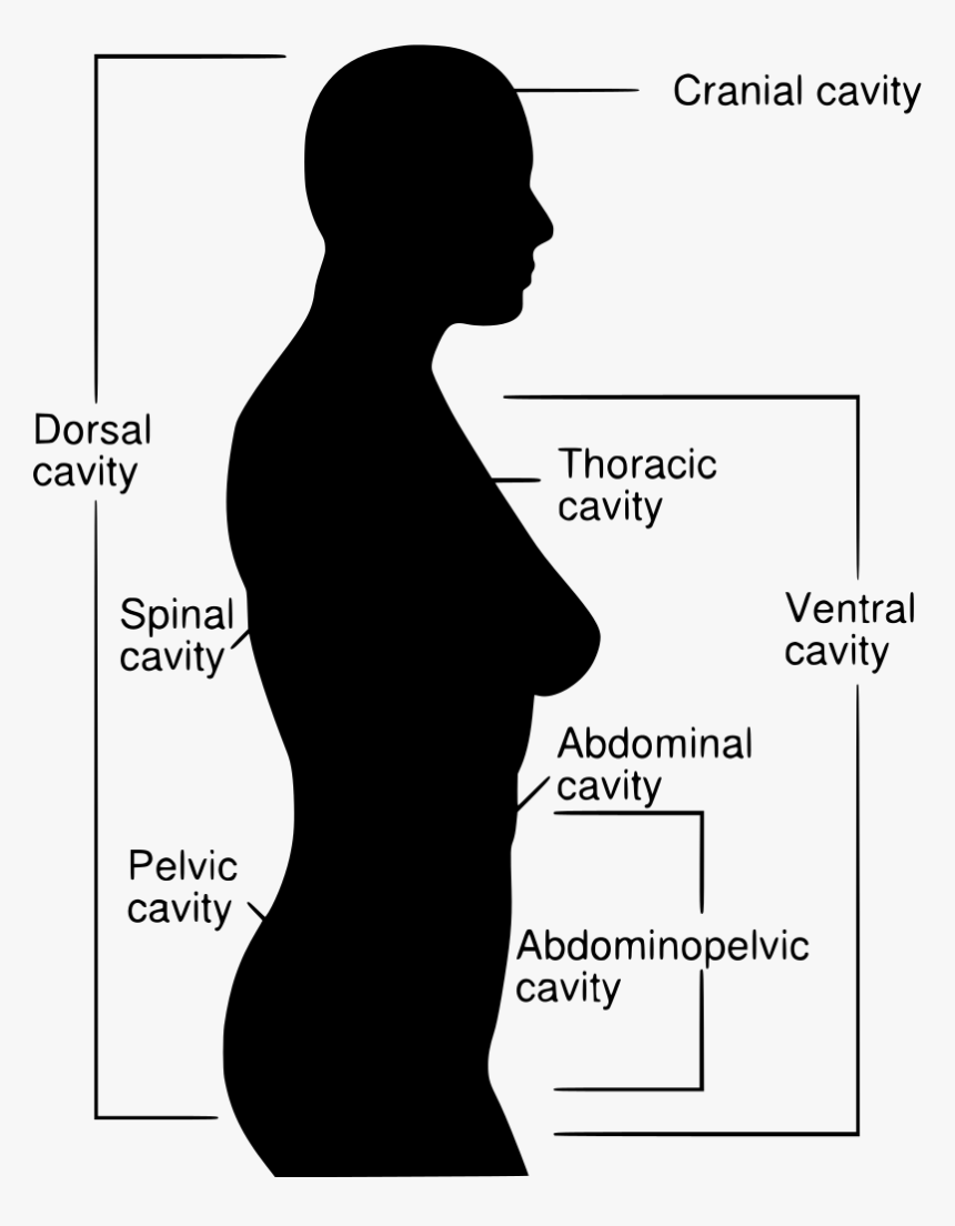 Silhouette, HD Png Download