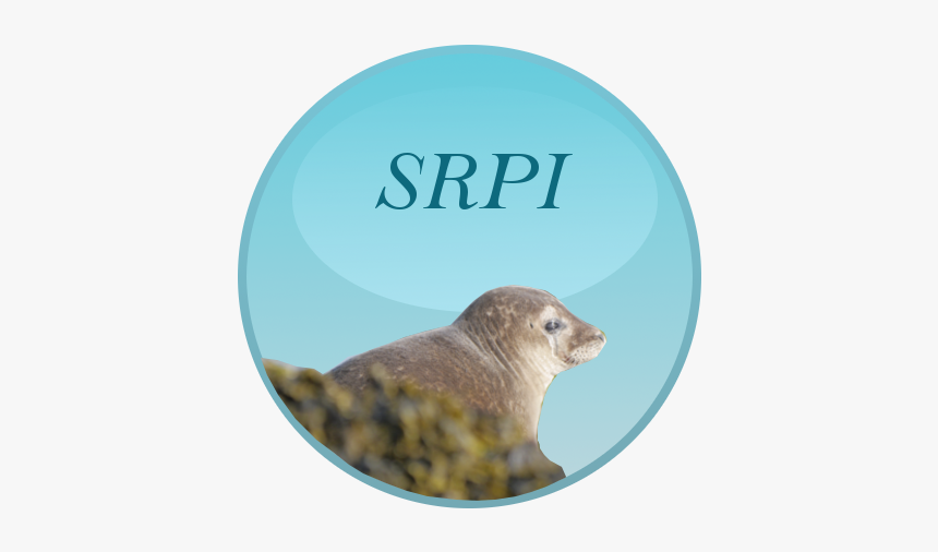 Harbor Seal, HD Png Download