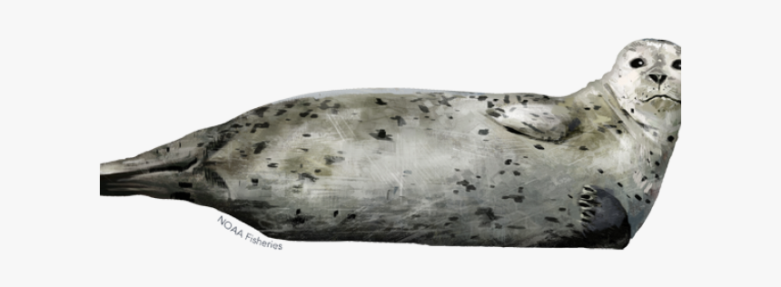 Ringed Seal Clipart Graphic Library Stock Sea Lion - Earless Seal, HD Png Download
