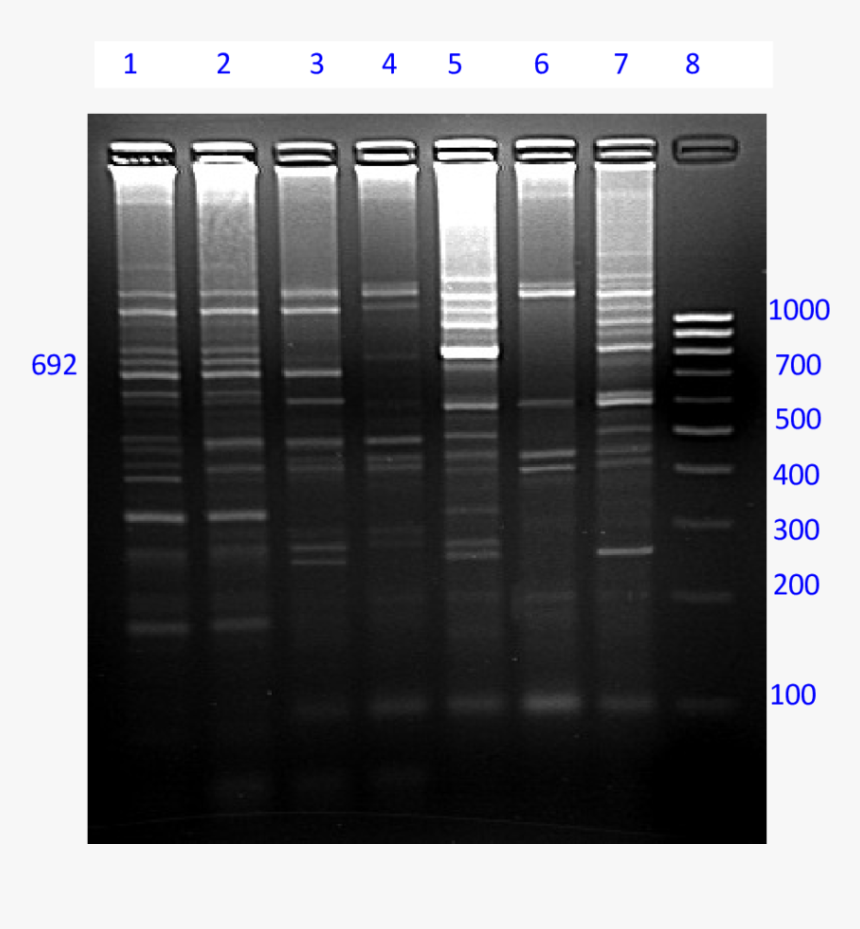 Amplification Of Type And Sex Wise Pooled Yak Dna By - Architecture, HD Png Download