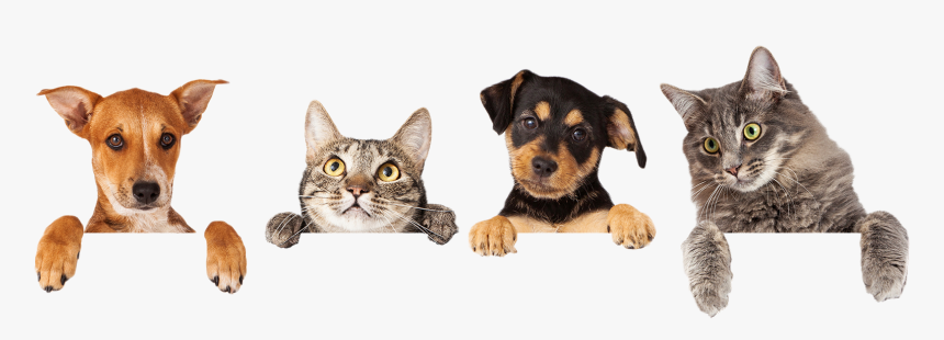Best Pets Veterinary Hospital Is Your Veterinarian - Welcome Dogs And Cats, HD Png Download