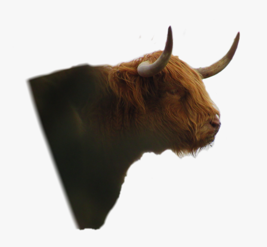 #yak - Bull, HD Png Download