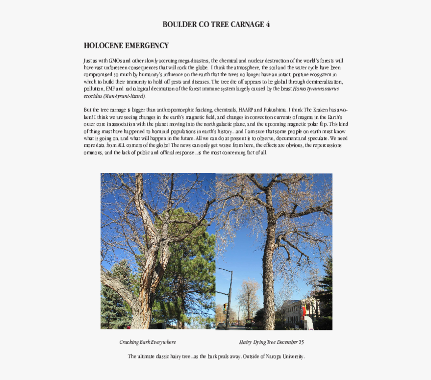 Woodland, HD Png Download