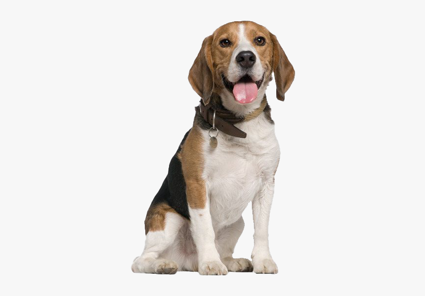 Beagle Dog Transparent - Dogs Sitting, HD Png Download