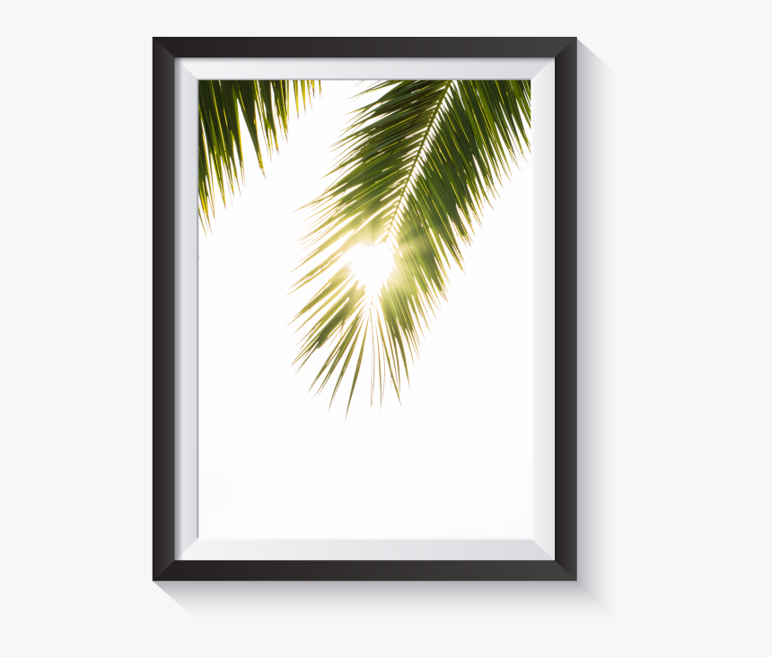 Scandi Light Leak Palm Frond Minimal Nordic Print - Sabal Minor, HD Png Download