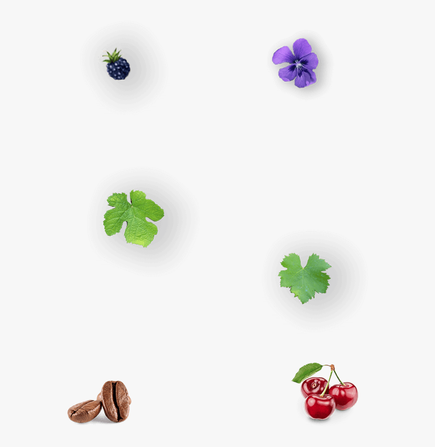 Img Gallina De Piel - Viola, HD Png Download