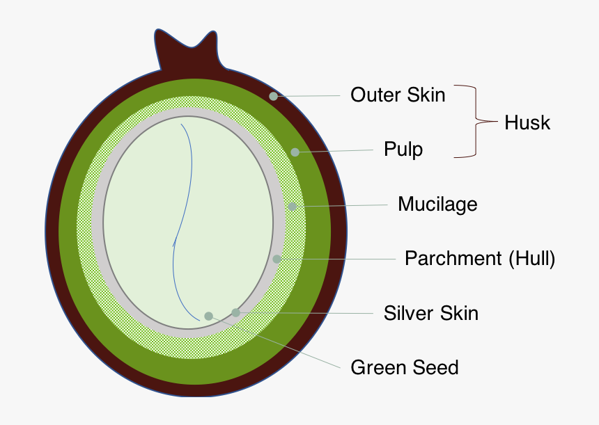 Coffeecherry - Circle, HD Png Download