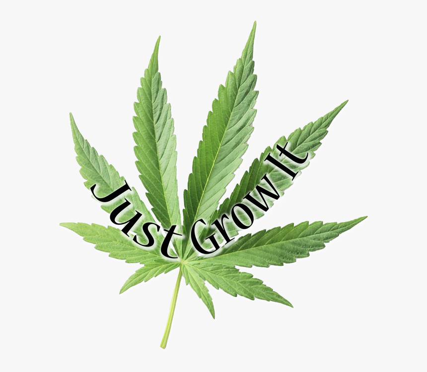 Weed Png, Transparent Png