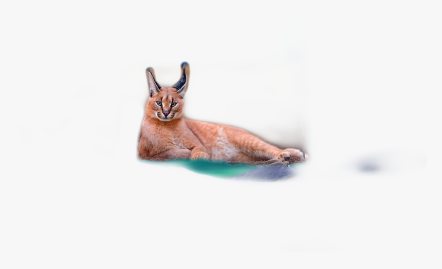 #caracal - Swift Fox, HD Png Download