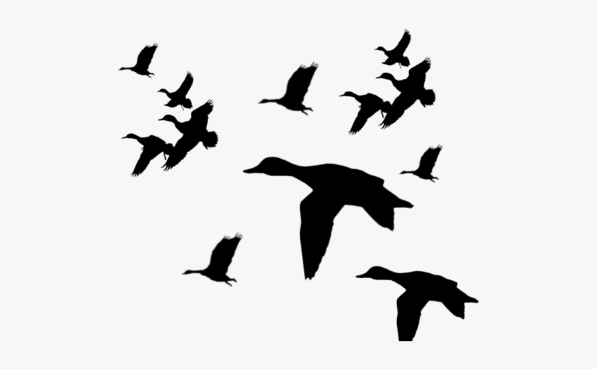 Flying Mallard Duck Silhouette, HD Png Download