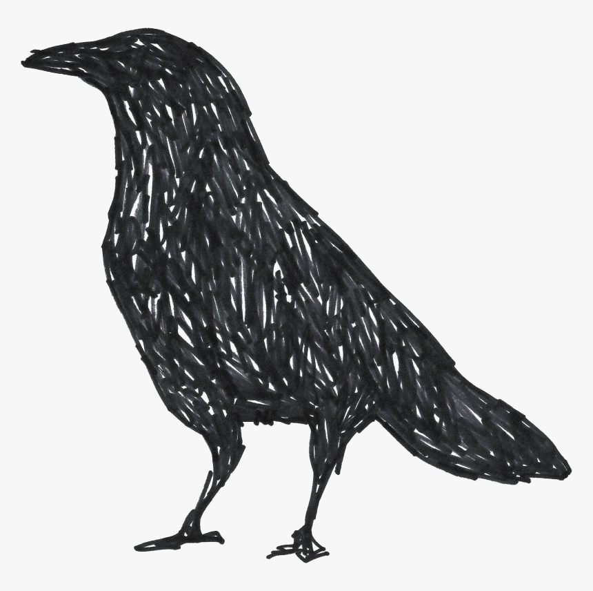 Collection Of Free Crow Drawing Unique Download On - Png Drawings Crow, Transparent Png