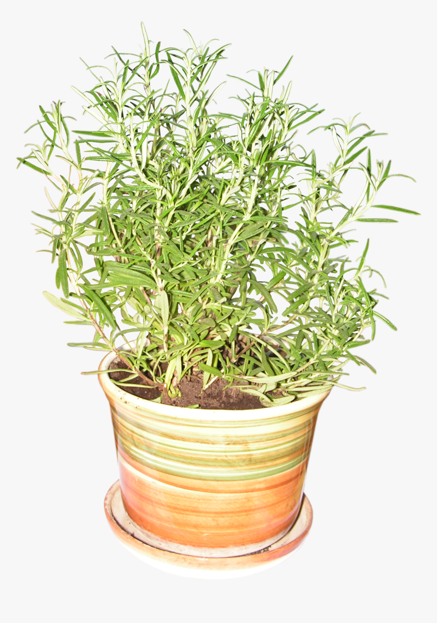 Png Images Herbs - Rosemary Plant Png Transparent, Png Download
