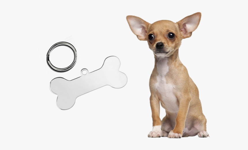 Chihuahua Png, Transparent Png