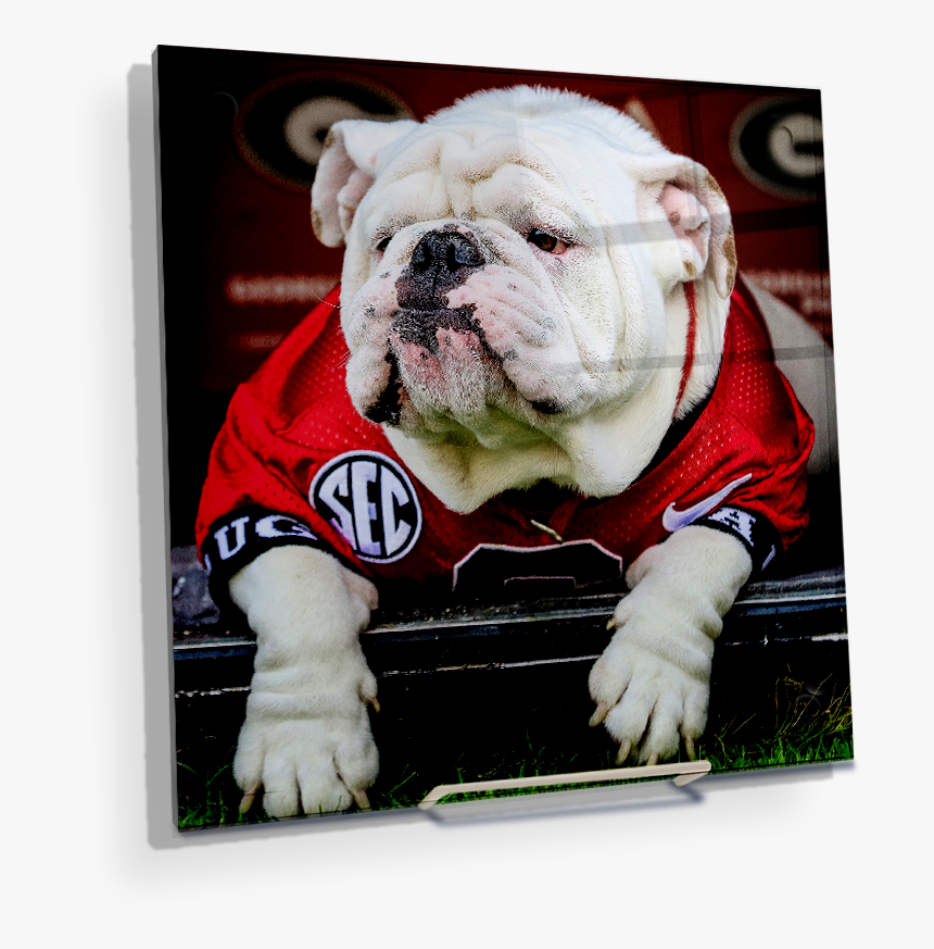 Uga Chillin - Georgia Bulldogs, HD Png Download