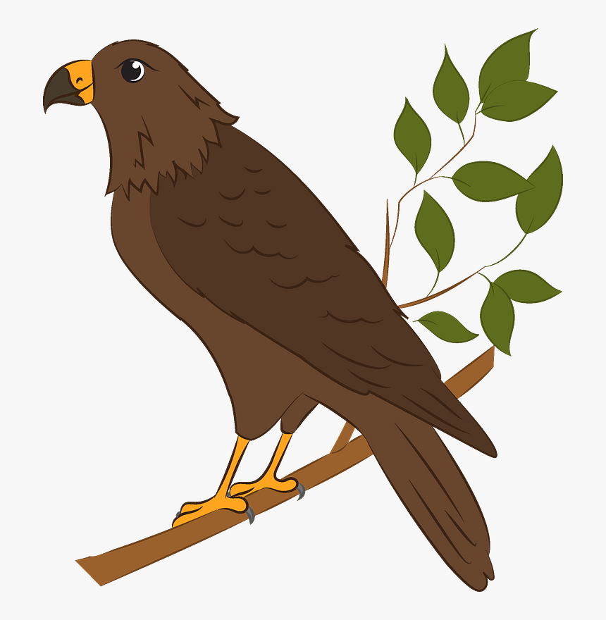 Falcon, HD Png Download