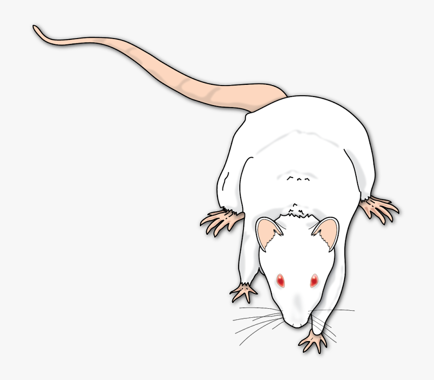 Illustration, HD Png Download