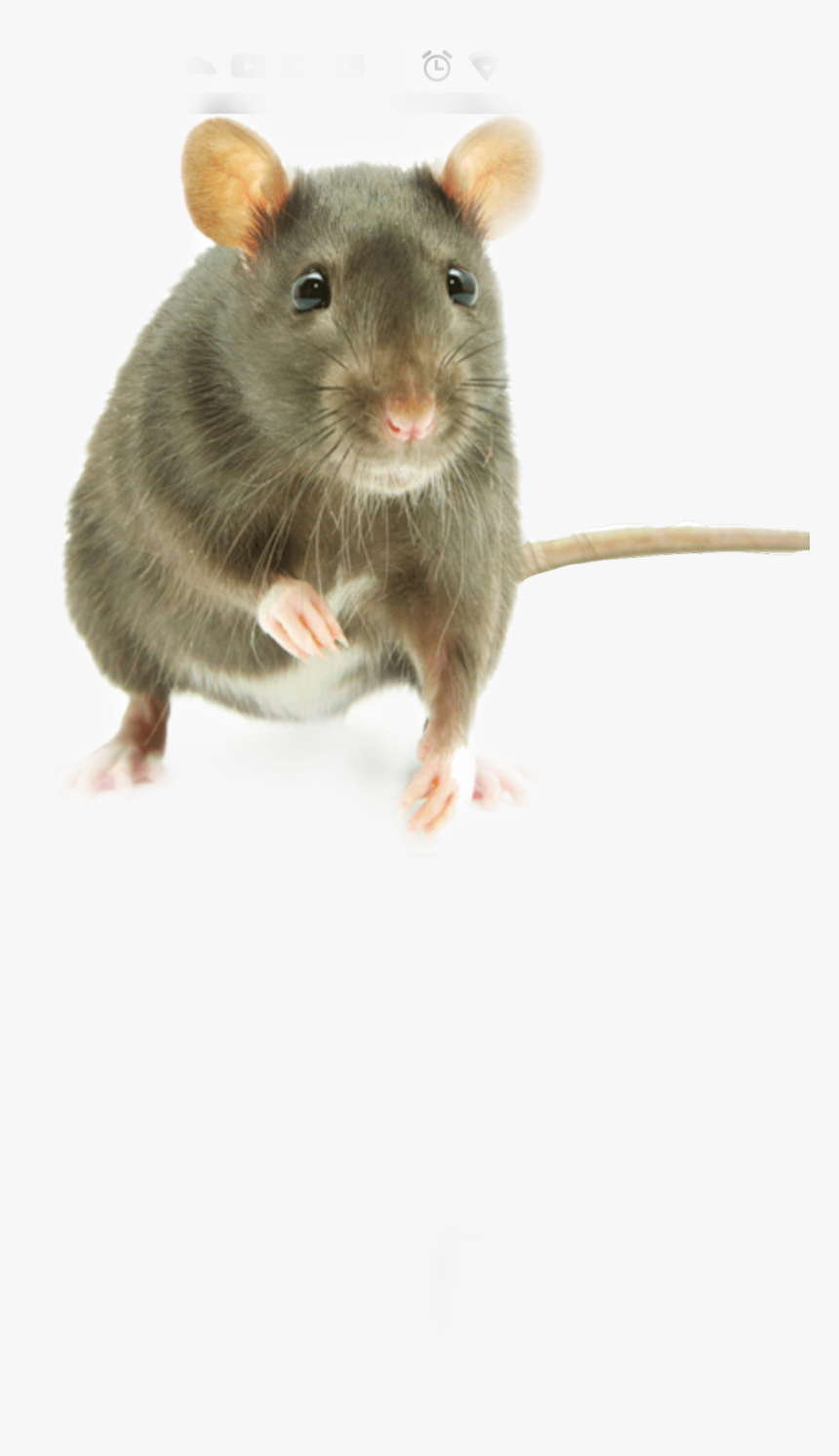Whats The Favorite Food For Mice, HD Png Download