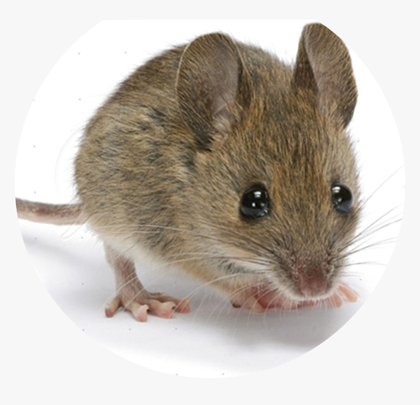 Mouse Is The First Mammal To Have Its Genome Decoded, HD Png Download
