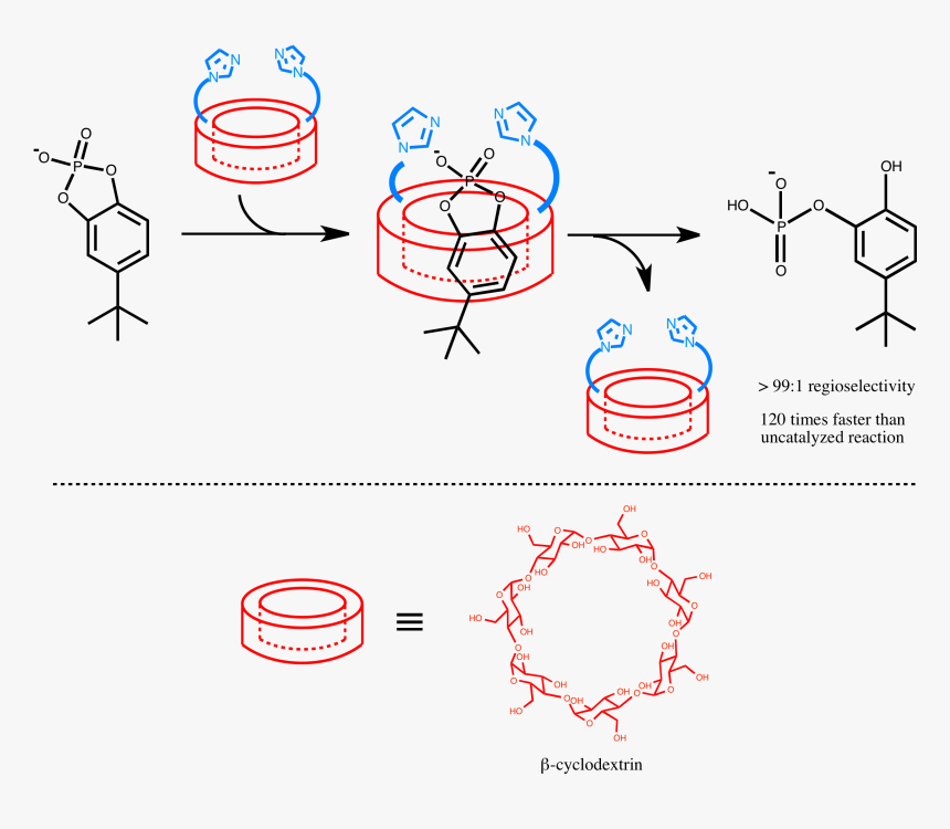 Brewslow Cyclodextrin Ribonuclease Mimic - Supramolecular Chemistry Enzyme Mimic, HD Png Download