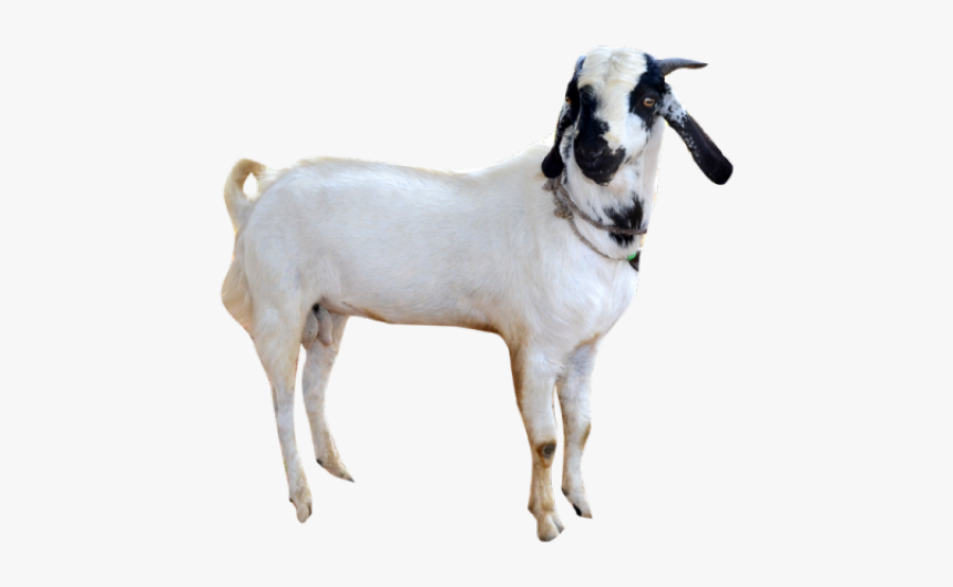 Goat Png Transparent Images - Goat In Png, Png Download