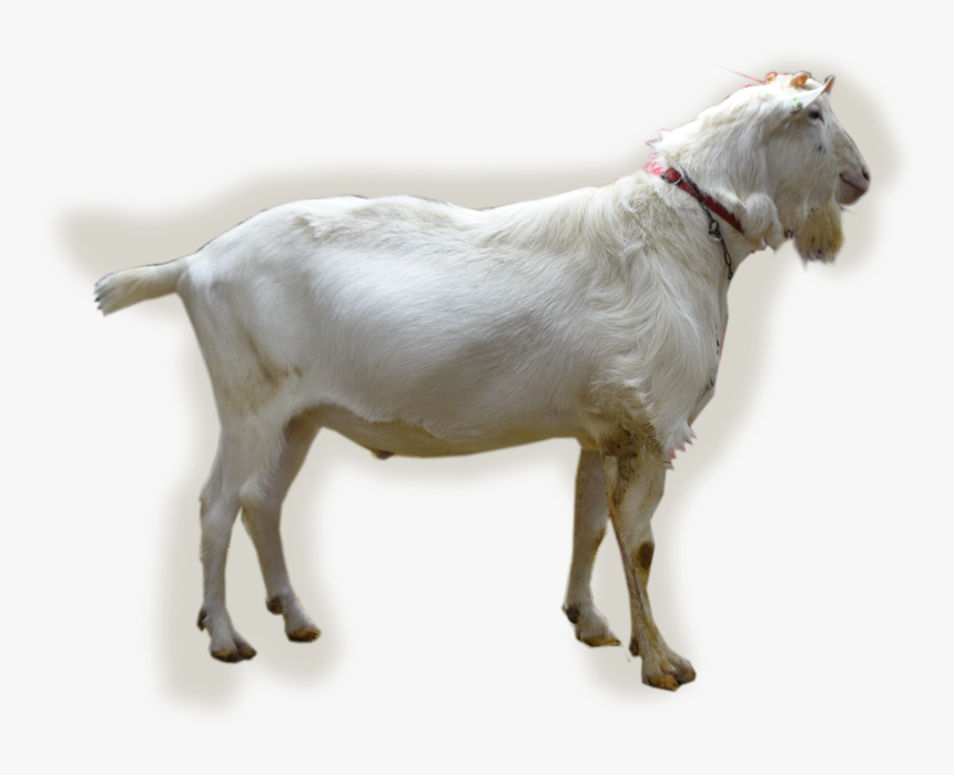 Nl/abc/upload/bokfoto1 Navas - Goat, HD Png Download