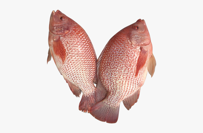 Fish Products, HD Png Download