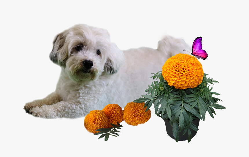 Patch And Marigold Png - Mal-shi, Transparent Png