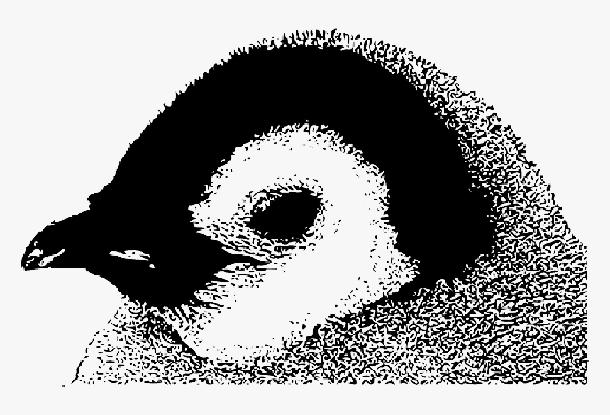 Baby, Head, Emperor, Penguin, Black, Small, Face, White - Emperor Penguin Chick, HD Png Download