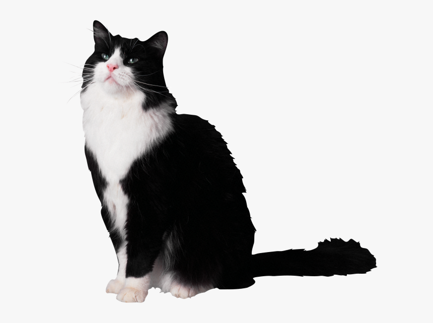 Pets, HD Png Download