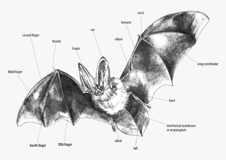 Big Brown Bat, HD Png Download
