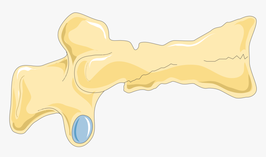 Vertebral Fractures 5 Smart Servier - Gun, HD Png Download