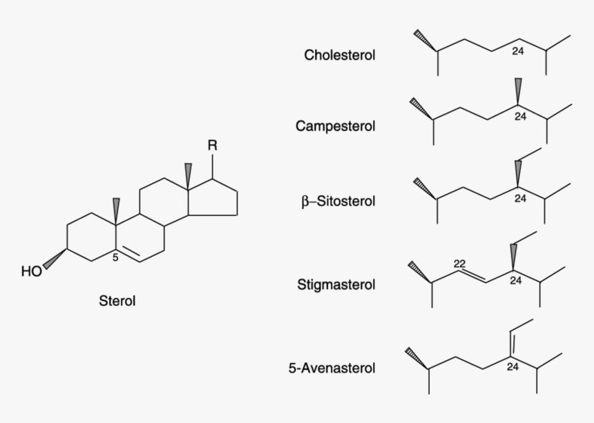 Chemical Structure Of Sterols - Structure Is Common To All Sterols, HD Png Download