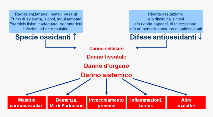 Stress Ossidativo Danni, HD Png Download